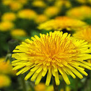 Vorferð Álklasasns